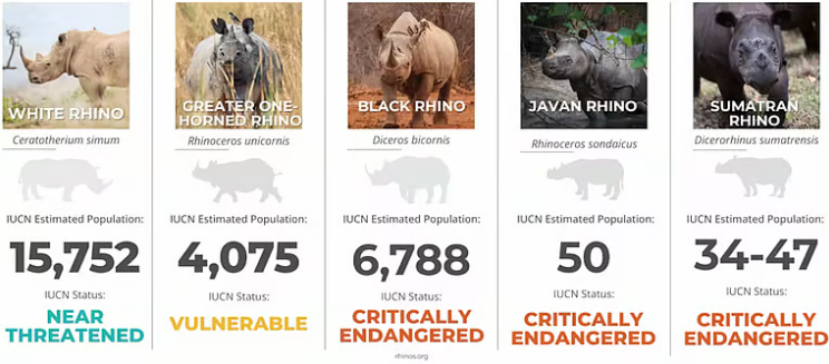 स्टेट ऑफ द राइनो रिपोर्ट