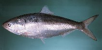 hilsa fish