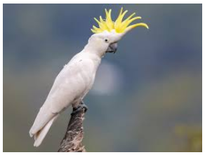 पीले-कलगी वाले कॉकटू