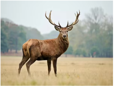 हंगुल हिरण