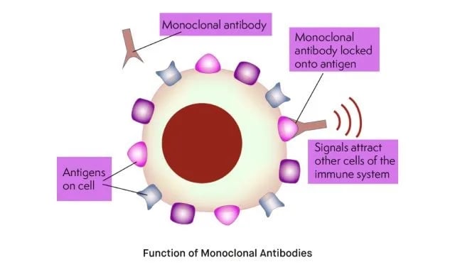 मोनोक्लोनल एंटीबॉडी 