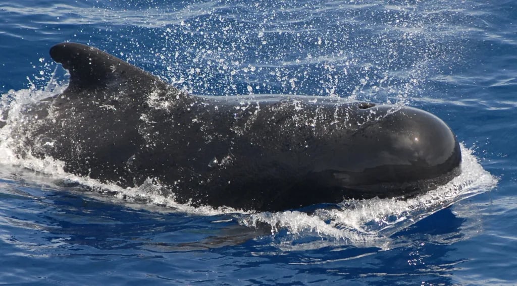 Pilot Whales