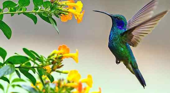 एक्सट्रीमम-सीकिंग फीडबैक प्रणाली 