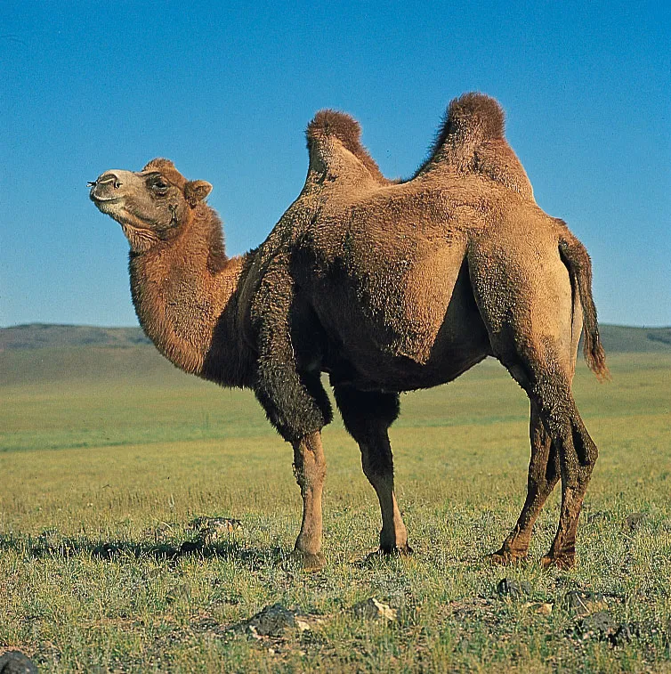 Bactrian Camels