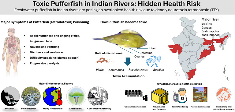 Pufferfish Poisoning