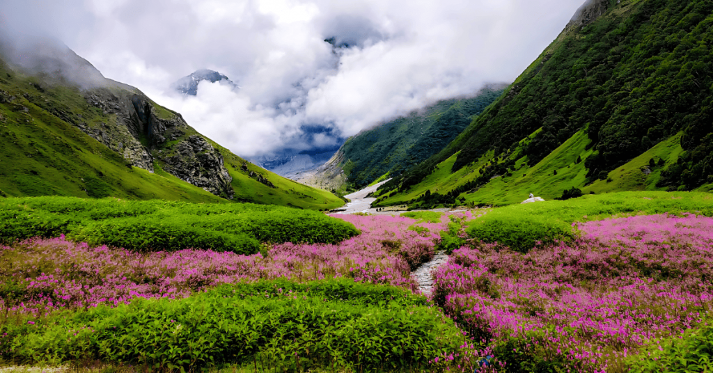 Valley of Flowers