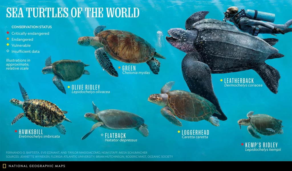 loggerhead turtles