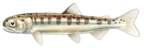 जापानी चुम सैल्मन