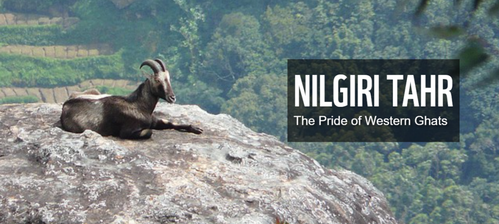 Nilgiri Tahr