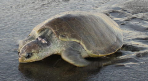olive ridley turtles