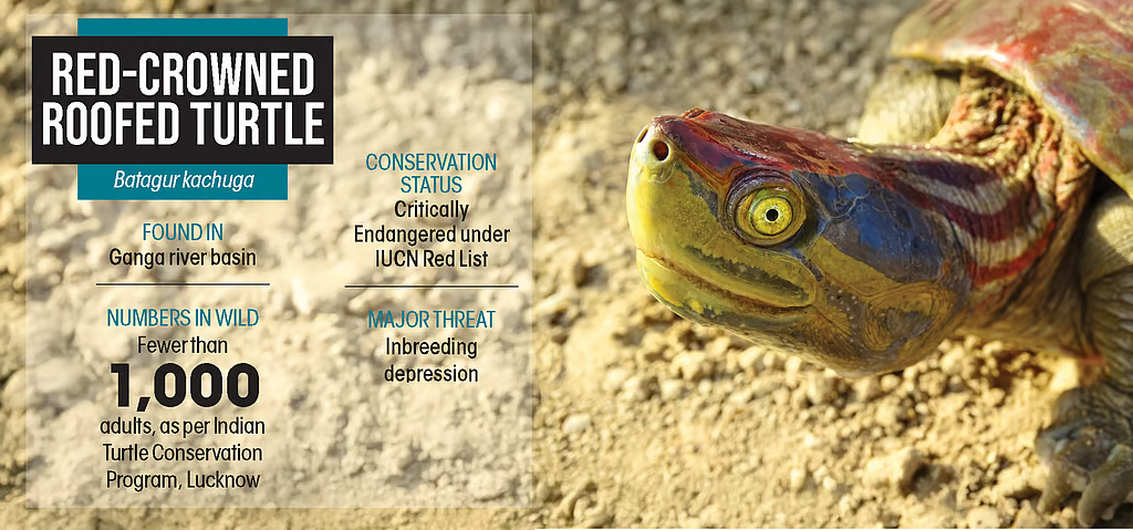 red-crowned roofed turtle