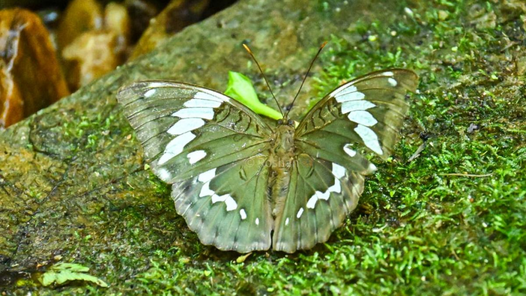 euthalia zubeengargi