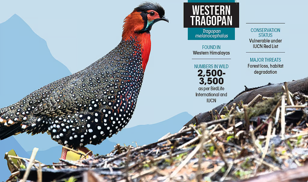 वेस्टर्न ट्रैगोपान