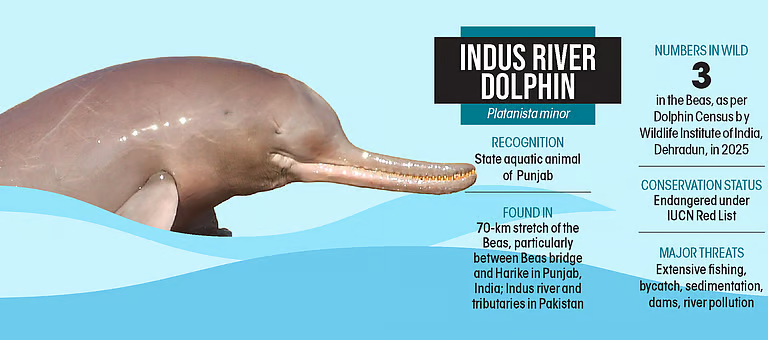 indus river dolphin