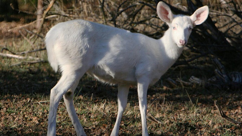 albino hog deer