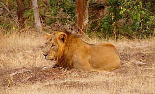 asiatic lion