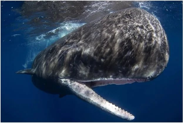 sperm whale