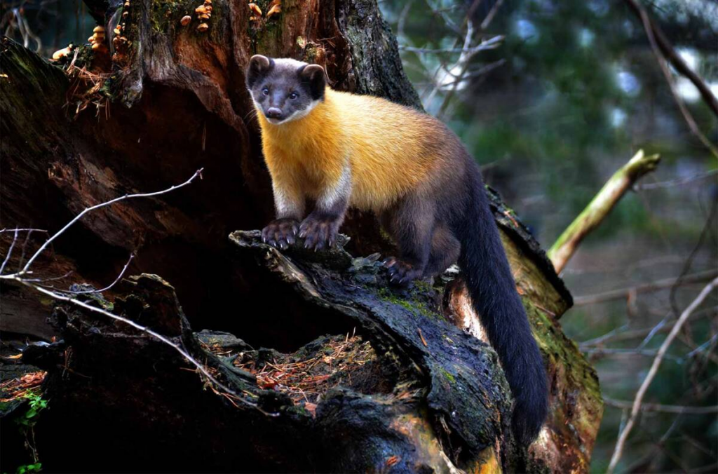 yellow-throated marten