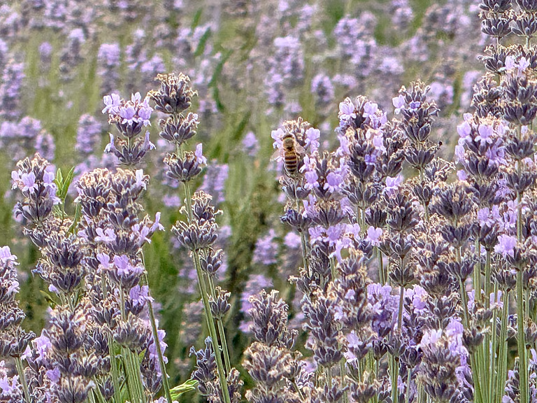 lavender cultivation