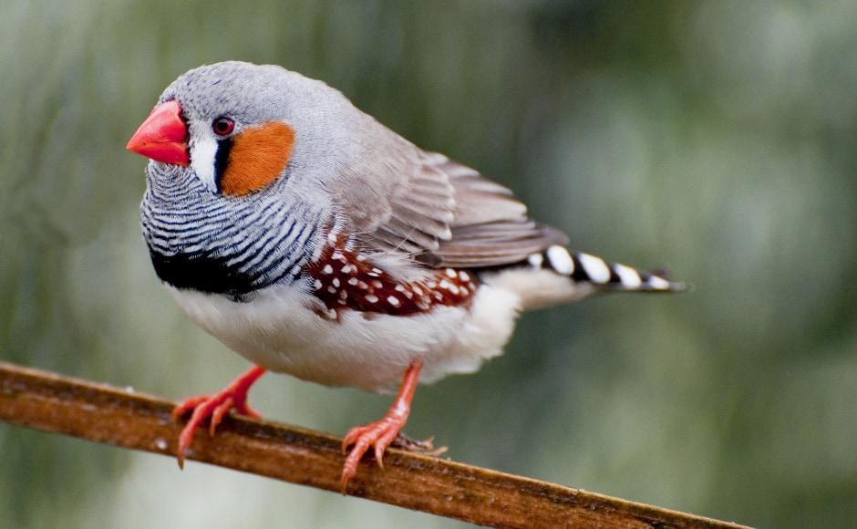 zebra finches