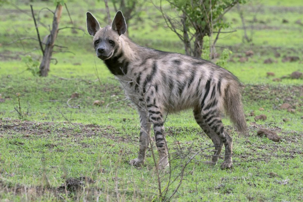 hyenas