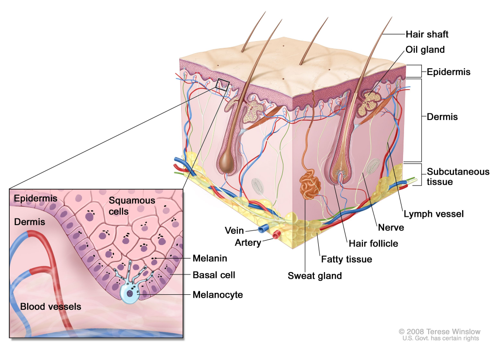 human skin