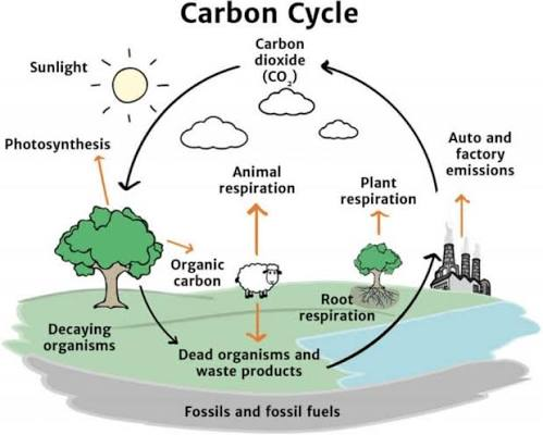 carbon cycle