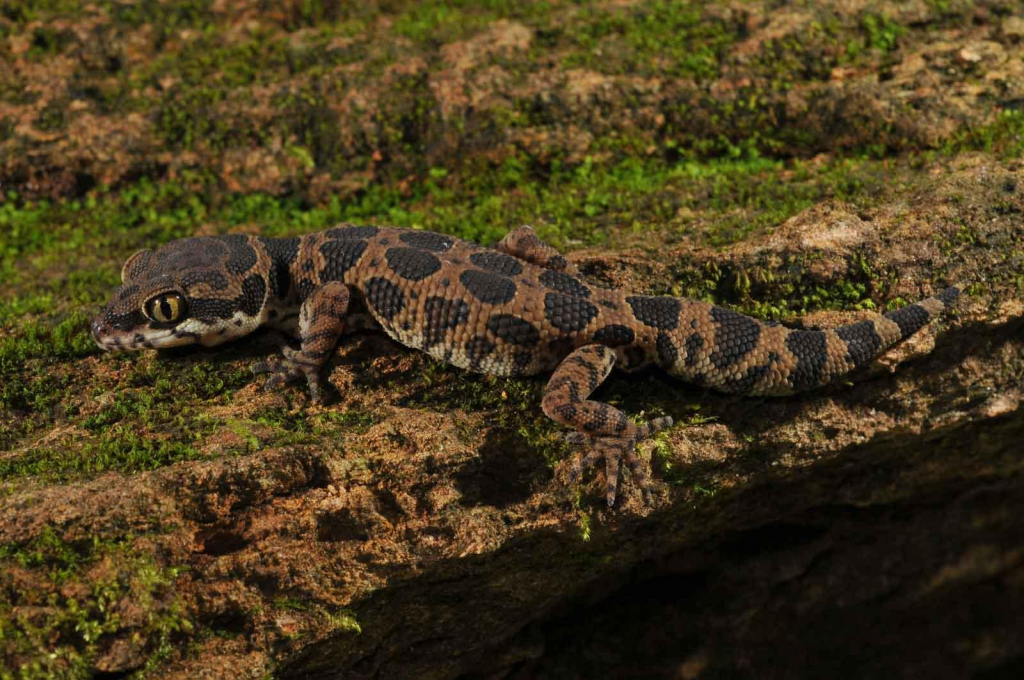 jeypore ground gecko